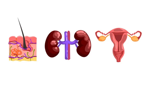 Kidneys, Skin Internal Structure with Hair Bulb, Female Reproduction System, Human Internal Organs Set Cartoon Vector Illustration — 스톡 벡터