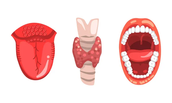 Glândula tireóide, boca aberta e língua, órgãos internos humanos conjunto ilustração do vetor dos desenhos animados — Vetor de Stock