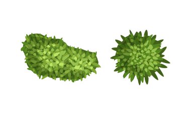 Görünüm Vektörünün Üzerinde Görüntü Elementleri Olarak Bush Büyümesi