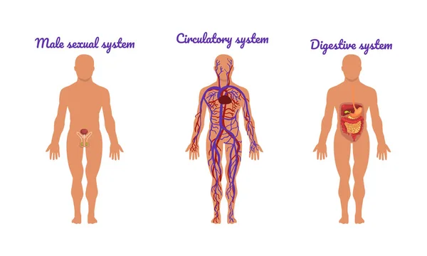 Principais Sistemas do Corpo Humano com Conjunto de Vetores do Sistema Sexual e Circulatório Masculino — Vetor de Stock