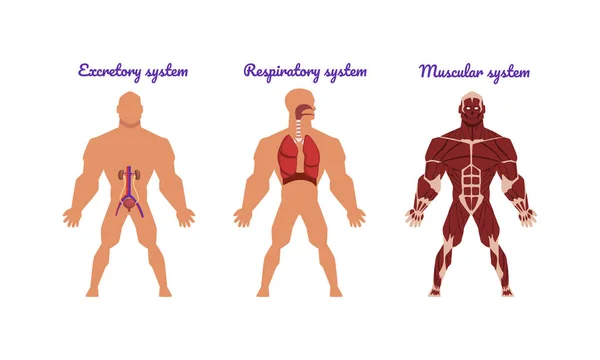 Principais Sistemas do Corpo Humano com Conjunto de Vetores de Sistema Excretório e Muscular — Vetor de Stock