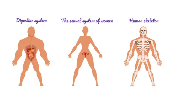 消化器系と人間のスケルトンベクトルセットを持つ主な人体システム — ストックベクタ
