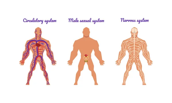 Principais Sistemas do Corpo Humano com Sistema Circulatório e Nervoso Conjunto de Vetores — Vetor de Stock