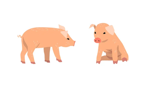 Pinky Pig como animal doméstico con largo hocico y dedos de los pies con capucha Vector Set — Archivo Imágenes Vectoriales