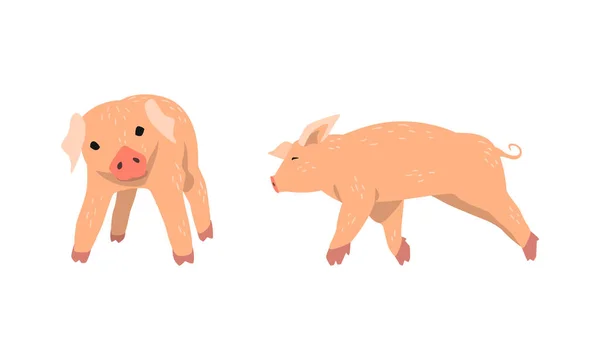 Pinky Pig as Domestic Animal with Long Snout and Hoofed Toes Vector Set — Stock Vector