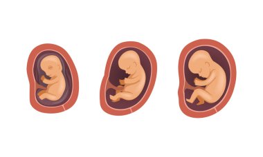 Fetal Gelişim Süreci veya Embriyolojik Evre Vektörü Ayarları