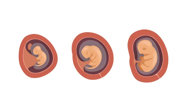 Proceso de desarrollo fetal o conjunto de vectores en etapa embriológica — Archivo Imágenes Vectoriales
