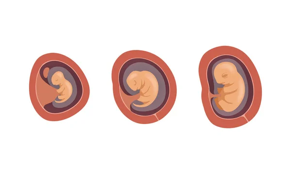 Processen med føtal udvikling eller embryologisk fase vektor sæt – Stock-vektor