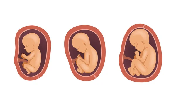 Fetal Gelişim Süreci veya Embriyolojik Evre Vektörü Ayarları — Stok Vektör