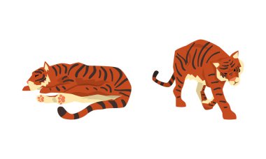 Güçlü Kaplanlar Set, Güzel Yırtıcı Hayvanlar Beyaz Arkaplanda Vektör Resimleri