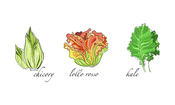 Conjunto de Saladas e Legumes Folhosos, Chicória, Lollo Rosso, Kale Hand Drawn Vector Illustration — Vetor de Stock