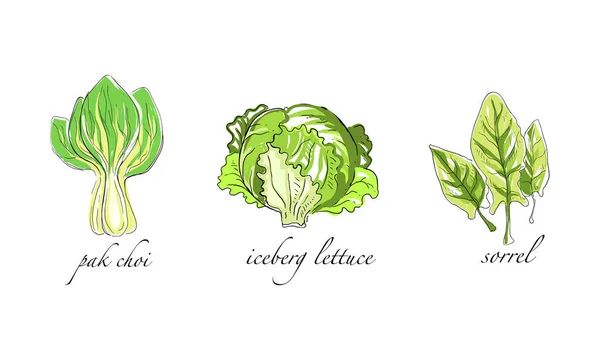 Sæt af salater og bladgrøntsager, Pak Choi, Iceberg Lettuce, Sorrel Håndtegnet vektor Illustration – Stock-vektor