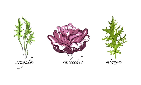 Conjunto de ensaladas y verduras de hoja, rúcula, Radicchio, Mizuna Dibujado a mano Vector Ilustración — Archivo Imágenes Vectoriales