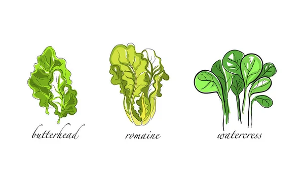 Set van salades en bladgroenten, Butterhead, Romaine, Waterkers Handgetekende vectorillustratie — Stockvector