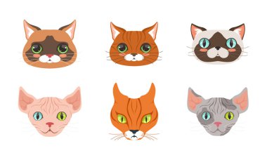 Farklı Kedi Ağızlığı ve Bıyık Vektörü Ayarlı Başlar