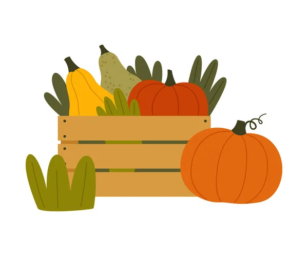 Vegetales maduros de calabaza en jaula de madera como cosecha estacional e ilustración de vectores de rendimiento — Vector de stock