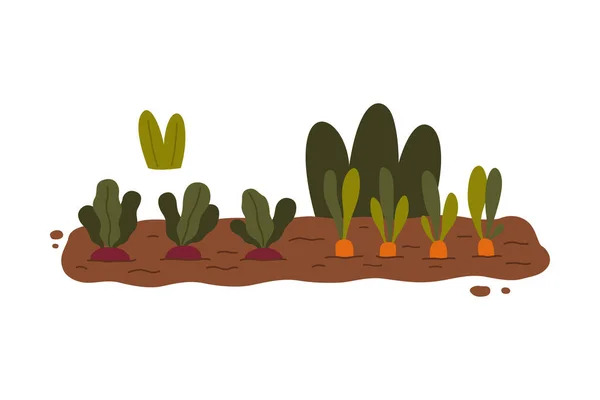 Lit de jardin avec légumes cultivés dans le sol Illustration vectorielle — Image vectorielle