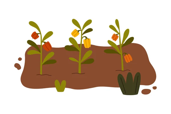 Cama de jardín con cultivo de verduras en el suelo Vector Ilustración — Vector de stock