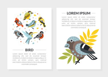 Metin Ayarlı Kuş Kart Şablonları, Şirin Kuşlar Broşürü, Poster, Banner, Kart Vektörü Resimleri
