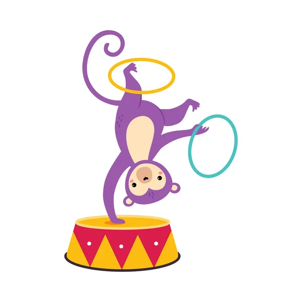 Circus Monkey Zwierząt Somersaulting na bębnie z Hula Hoops Wykonywanie sztuczki wektor ilustracji — Wektor stockowy