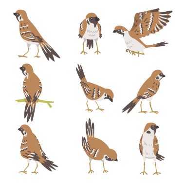 Sparrow as Brown and Grey Small Passerine Bird with Short Tail Vector Set clipart