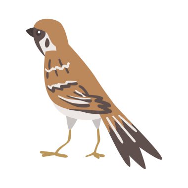 Kahverengi ve Gri Küçük Yolcu Kuşu rolünde Serçe Kısa Kuyruklu Duran Vektör İllüzyonu