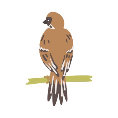 Sparrow as Brown and Grey Small Passerine Bird with Short Tail Sitting on Branch Vector Illustration clipart