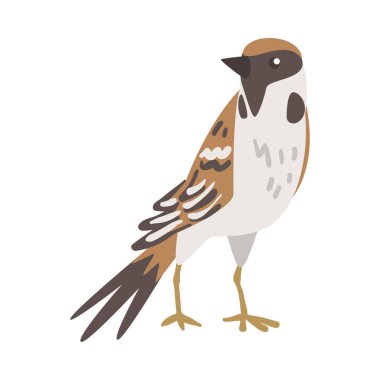 Sparrow as Brown and Grey Small Passerine Bird with Short Tail Standing Vector Illustration clipart