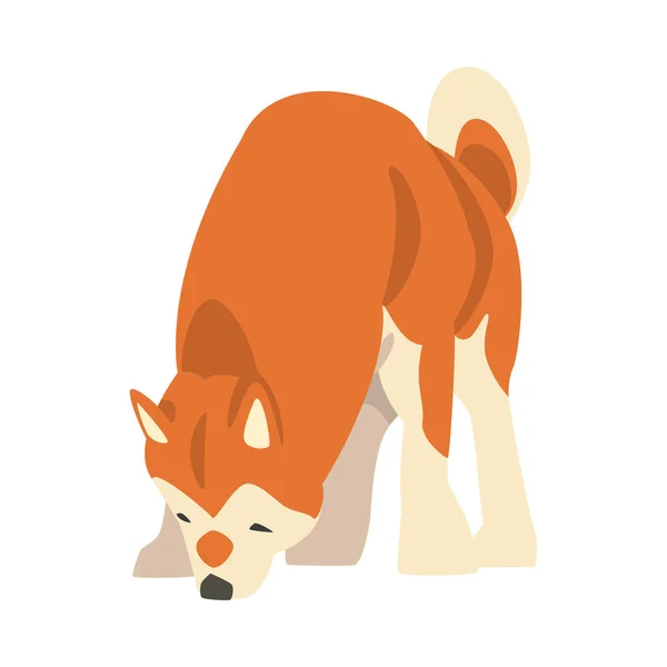 Shiba Inu als Japans ras van jachthond met prik oren en gekrulde staart ruiken iets vectorillustratie — Stockvector