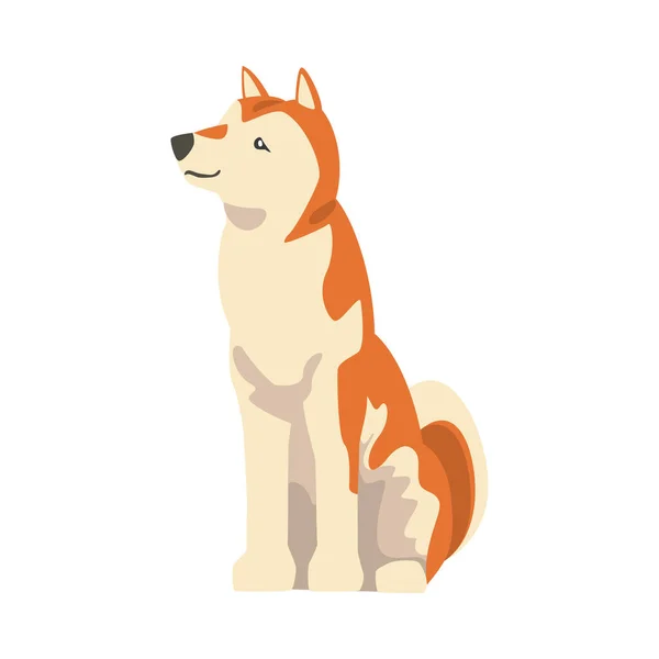 Shiba Inu als Japans ras van jachthond met prik oren en gekrulde staart in zittende Pose Vector Illustratie — Stockvector