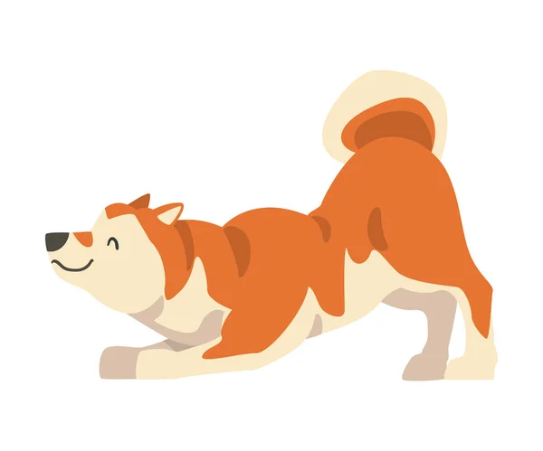 Shiba Inu als Japans ras van jachthond met prik oren en gekrulde staart spelen Vector Illustratie — Stockvector