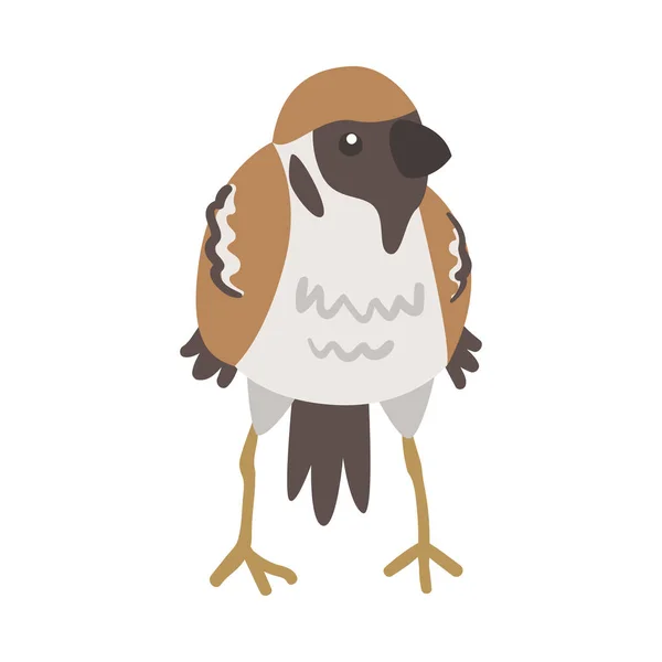 Wróbel jako brązowy i szary mały passerine ptak z krótkim ogonem stojący wektor Ilustracja — Wektor stockowy