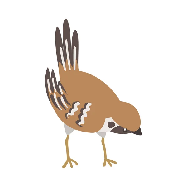 Pardal como Pássaro Passeriforme Castanho e Cinzento Pequeno com Cauda Curta Pecking Vector Ilustração — Vetor de Stock