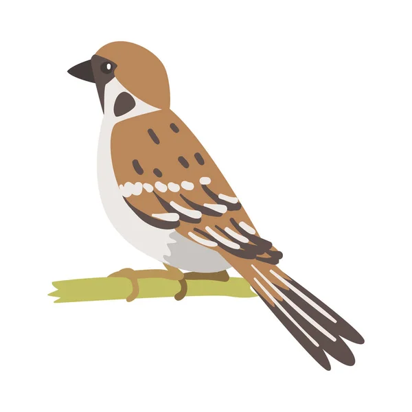 Sparrow as Brown and Grey Small Passerine Bird with Short Tail Sitting on Branch Vector Illustration — Stock Vector