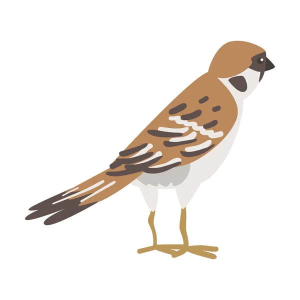 Gorrión como pájaro paseriforme marrón y gris con cola corta de pie Vector ilustración — Archivo Imágenes Vectoriales