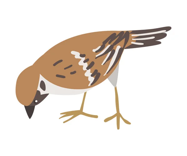 Gorrión como pájaro paseriforme marrón y gris con cola corta Pecking Vector Ilustración — Vector de stock