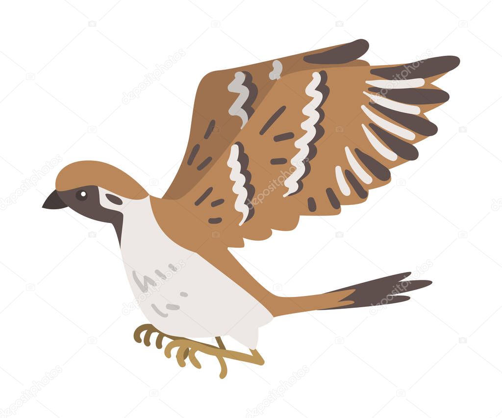 Sparrow as Brown and Grey Small Passerine Bird with Short Tail with Spread Wings Flying Vector Illustration