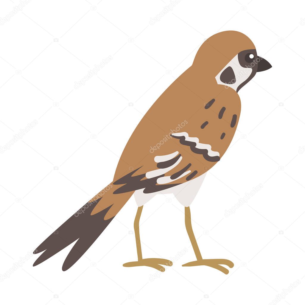 Sparrow as Brown and Grey Small Passerine Bird with Short Tail Standing Vector Illustration