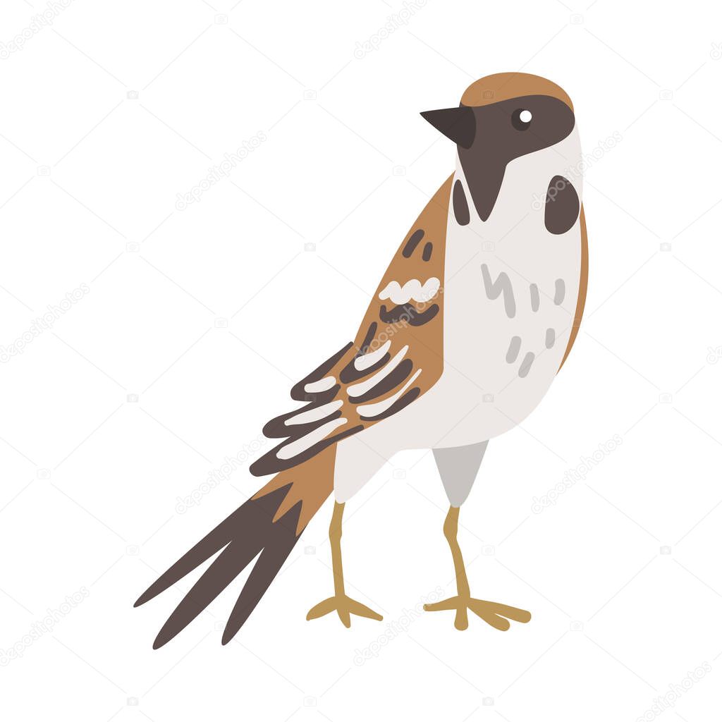 Sparrow as Brown and Grey Small Passerine Bird with Short Tail Standing Vector Illustration