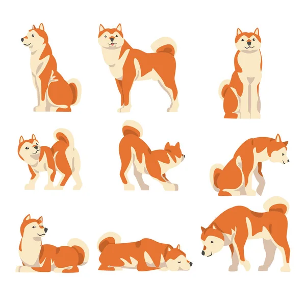 Shiba Inu as Japanese Breed of Hunting Dog with Prick Ears and Curled Tail in Different Poses Vector Set — Stock Vector