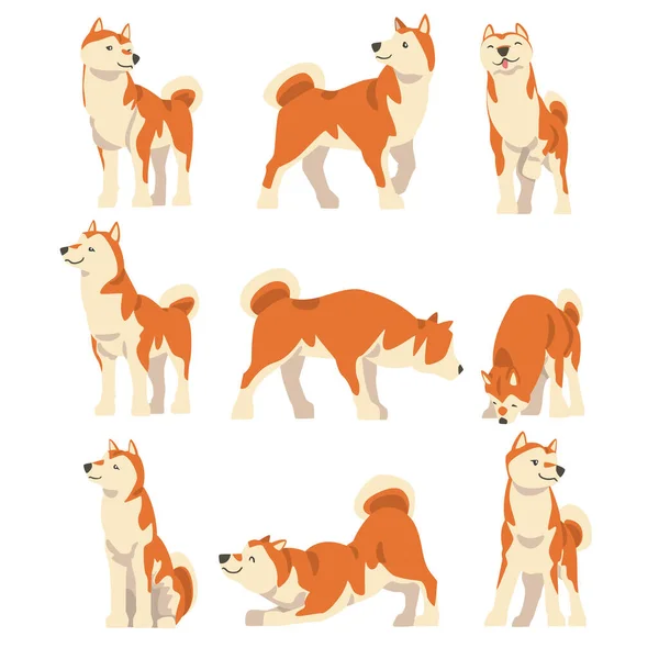Shiba Inu como raza japonesa de perro de caza con orejas de pinchazo y cola rizada en diferentes poses conjunto de vectores — Vector de stock