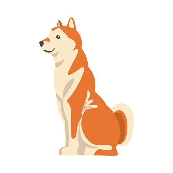Shiba Inu jako japonské plemeno loveckého psa s pichlavýma ušima a stočenými ocasy v sedící póze vektorové ilustrace — Stockový vektor