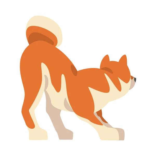 Shiba Inu como Raça Japonesa de Cão de Caça com Orelhas Picadas e Cauda Enrolado Jogando Ilustração de Vetor — Vetor de Stock