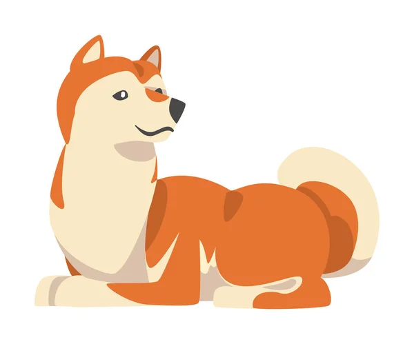 Shiba Inu als Japans ras van jachthond met prik oren en gekrulde staart in zittende Pose Vector Illustratie — Stockvector