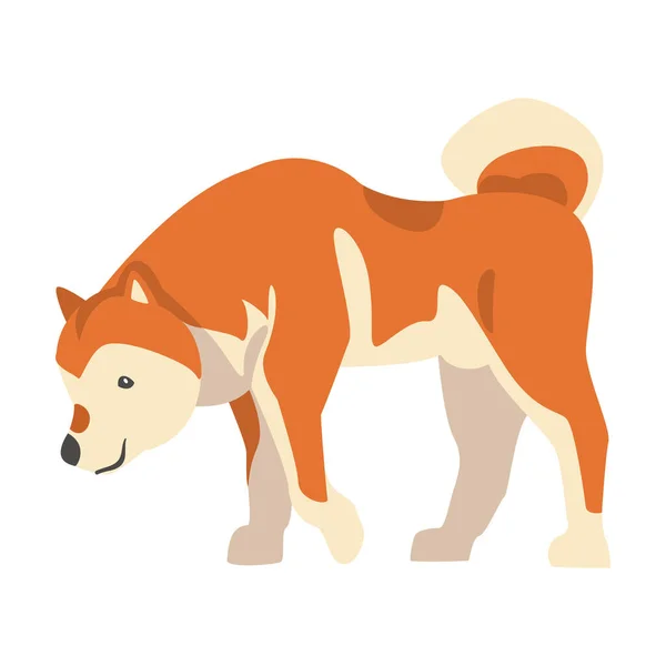 Shiba Inu jako japońska rasa psów myśliwskich z kłutymi uszami i kręconym ogonem wąchającym coś Wektor Ilustracja — Wektor stockowy