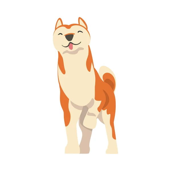 Shiba Inu als Japans ras van jachthond met prik oren en gekrulde staart in staande Pose Vector Illustratie — Stockvector