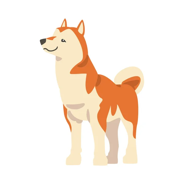 Shiba Inu als Japans ras van jachthond met prik oren en gekrulde staart in staande Pose Vector Illustratie — Stockvector