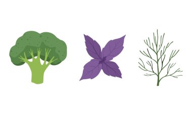Salata Yeşil Yapraklar ve Yapraklı Sebzeler Set, Brokoli, Basil, Dill, Organik Vegan Sağlıklı Besin Vektörü İllüstrasyonu