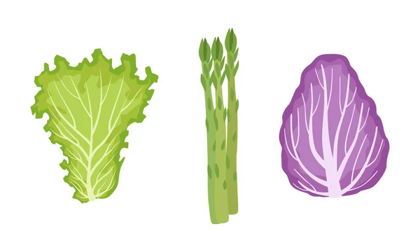 Salata Yeşil Yapraklar ve Yapraklı Sebzeler Set, Marul, Radicchio, Kuşkonmaz, Organik Vegan Sağlıklı Besin Vektörü İlülasyonu — Stok Vektör