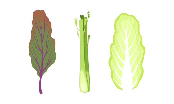 Ensalada de hojas verdes y verduras de hoja Set, Mangold, col china, tallos de apio, vegano orgánico alimentos saludables Vector ilustración — Vector de stock